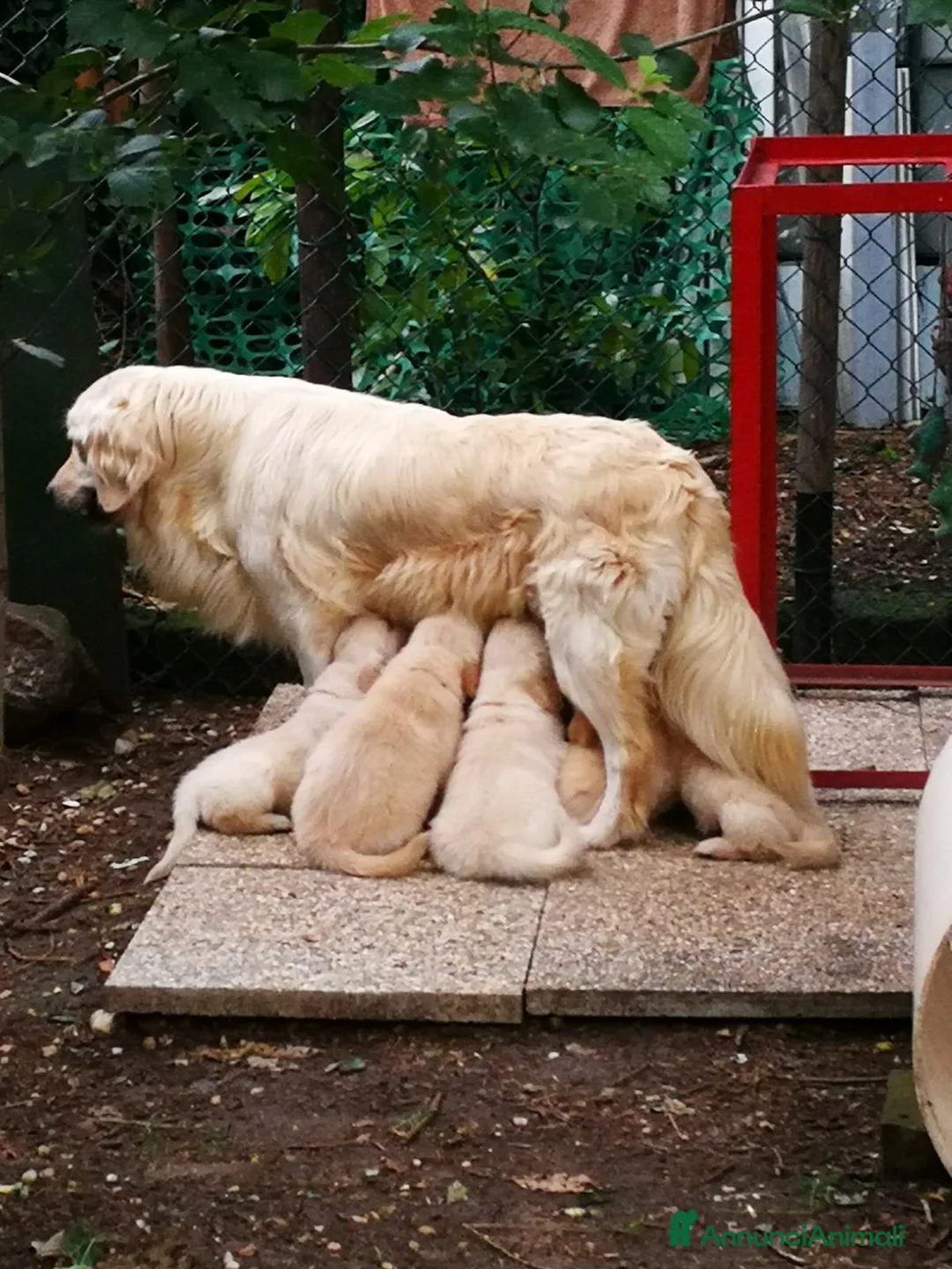 Golden Retriever cani in vendita: Golden retriever cuccioli - Annuncio 2