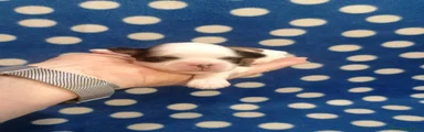 Shih Tzu 1