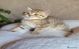 Scottish gatti in vendita: Cuccioli scottish fold e straight  a Provincia di Vicenza - Immagine 5