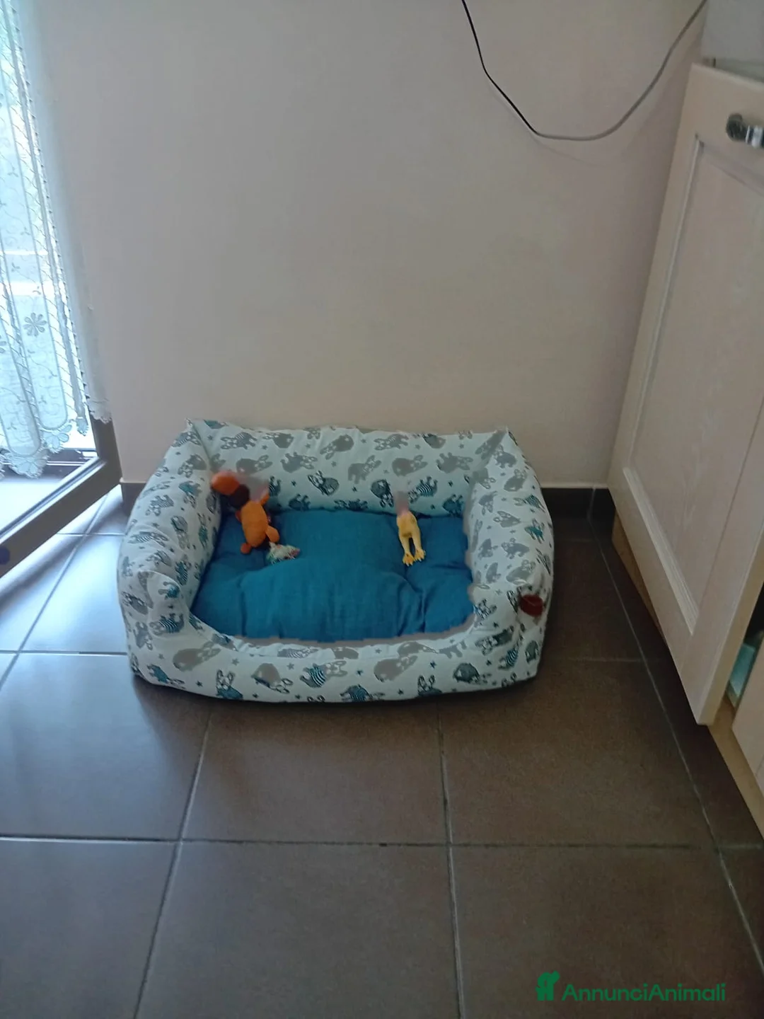 Barboncino Toy cani in vendita: Barboncino Toy Red a Città Metropolitana di Napoli - Annuncio 3