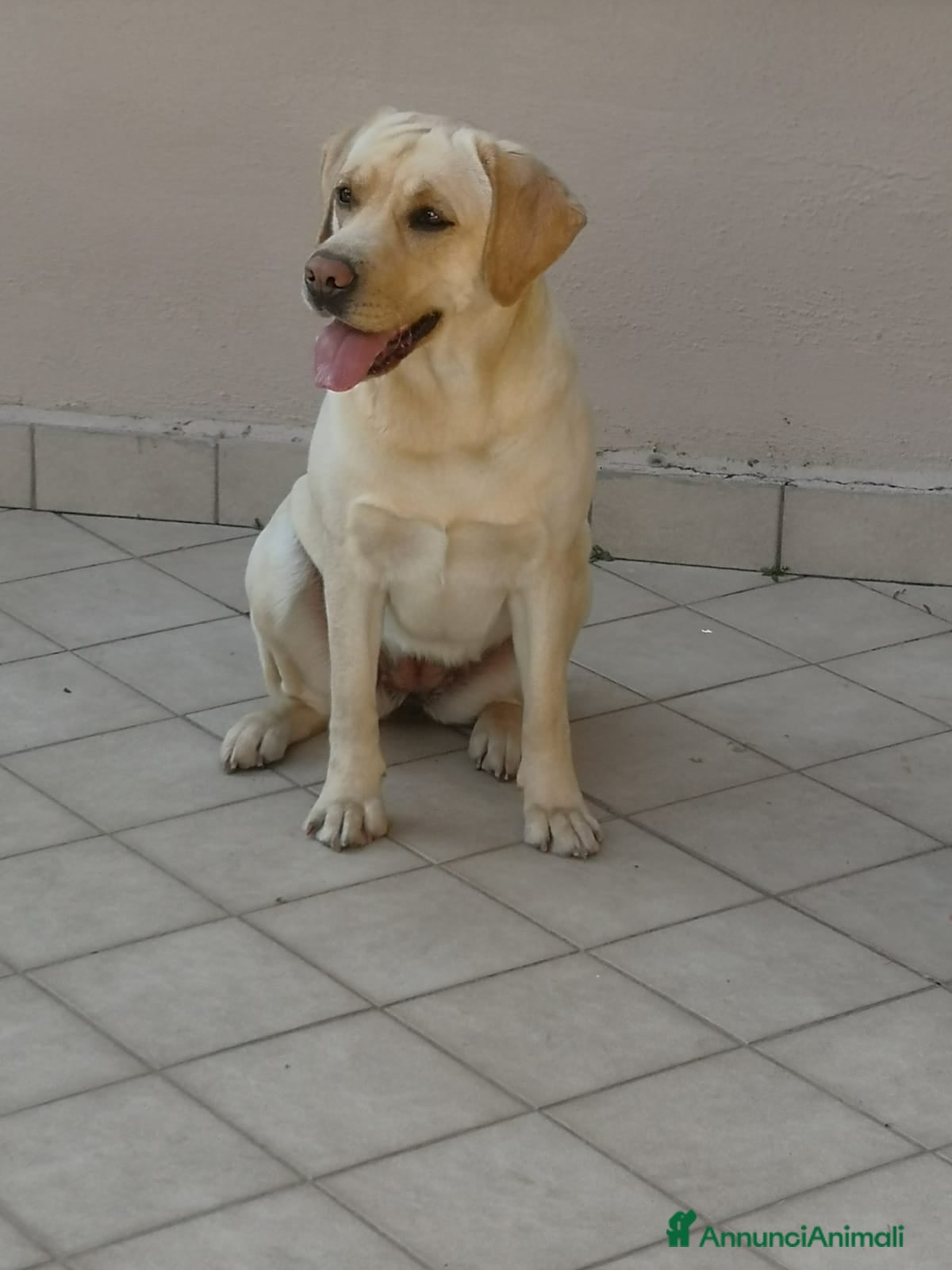 Labrador cani Cuccioli di Labrador  - Annuncio 26