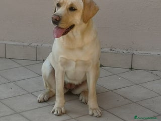 Labrador cani Cuccioli di Labrador - Annuncio 8