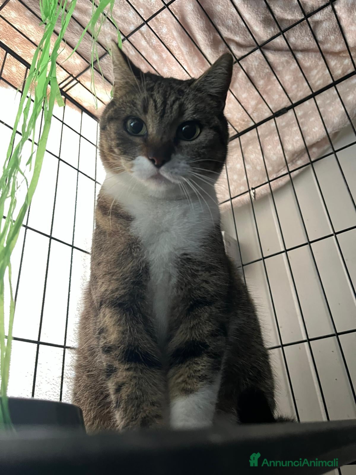 Europeo gatti Sorelline 2 anni - Annuncio 8