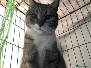 Europeo gatti Sorelline 2 anni - Annuncio 8