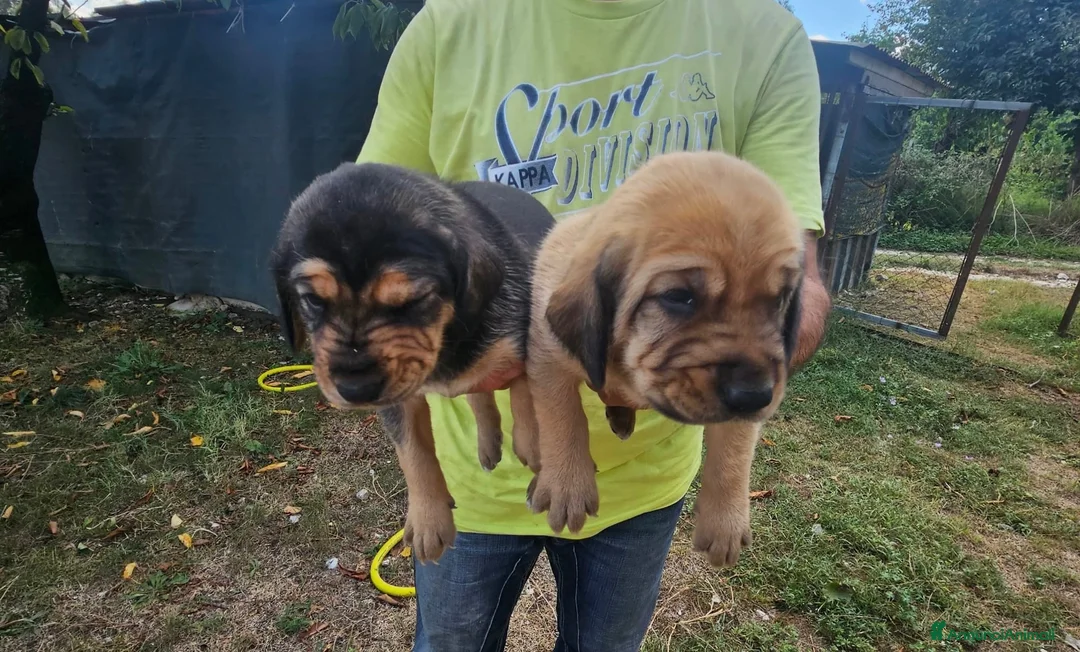 Segugio Maremmano cani in vendita: Cuccioli di Segugio Maremmano con PEDIGREE ENCI - Annuncio 1