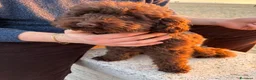 Barboncino Toy cani per accoppiamento: Barboncino Toy Cioccolato - Annuncio 4