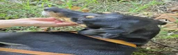 Meticcio cani in regalo: Skylar, stupenda simil segugia - Annuncio 3