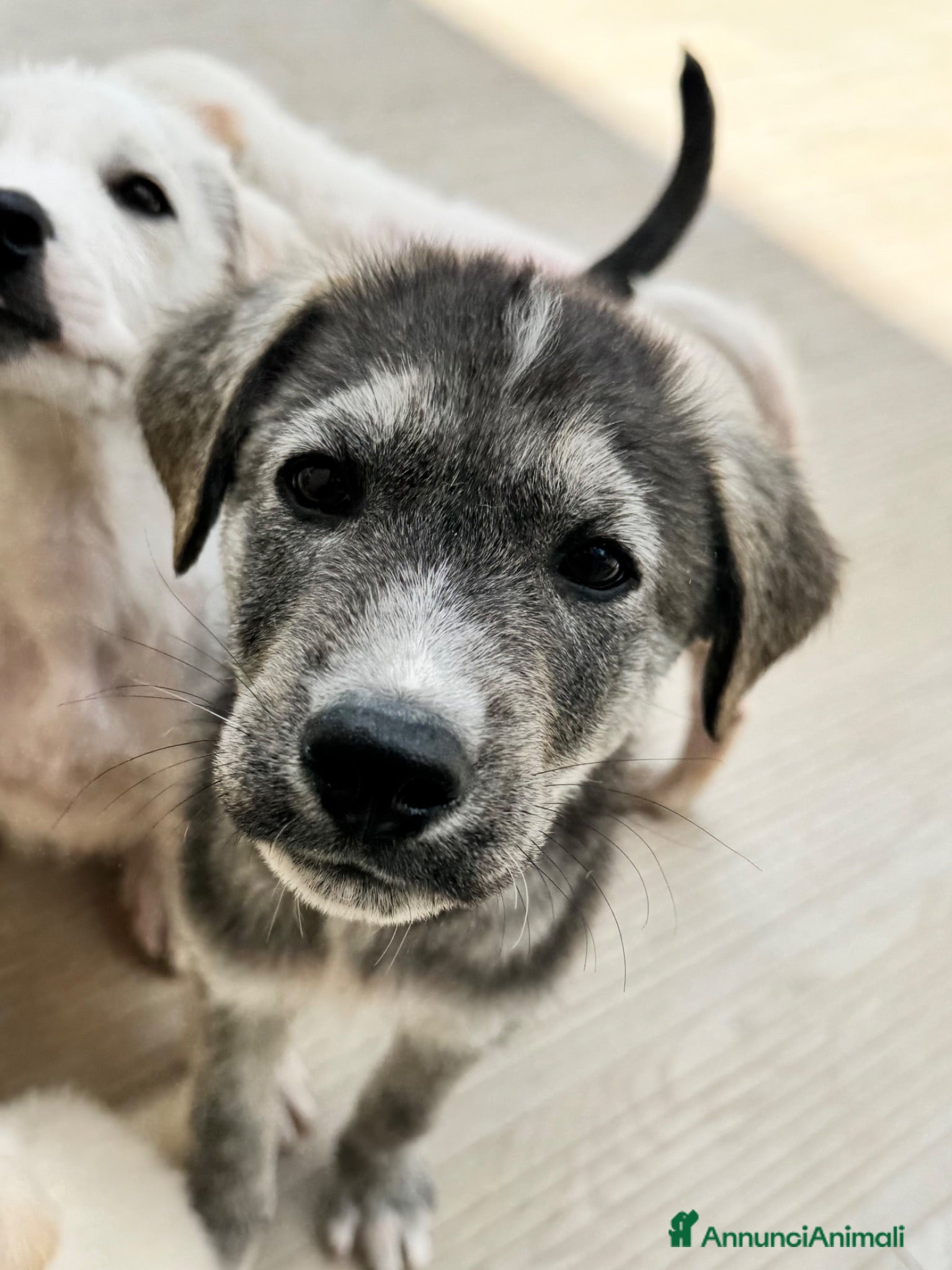 Meticcio cani Holly. 3 mesi socievole taglia media - Annuncio 3