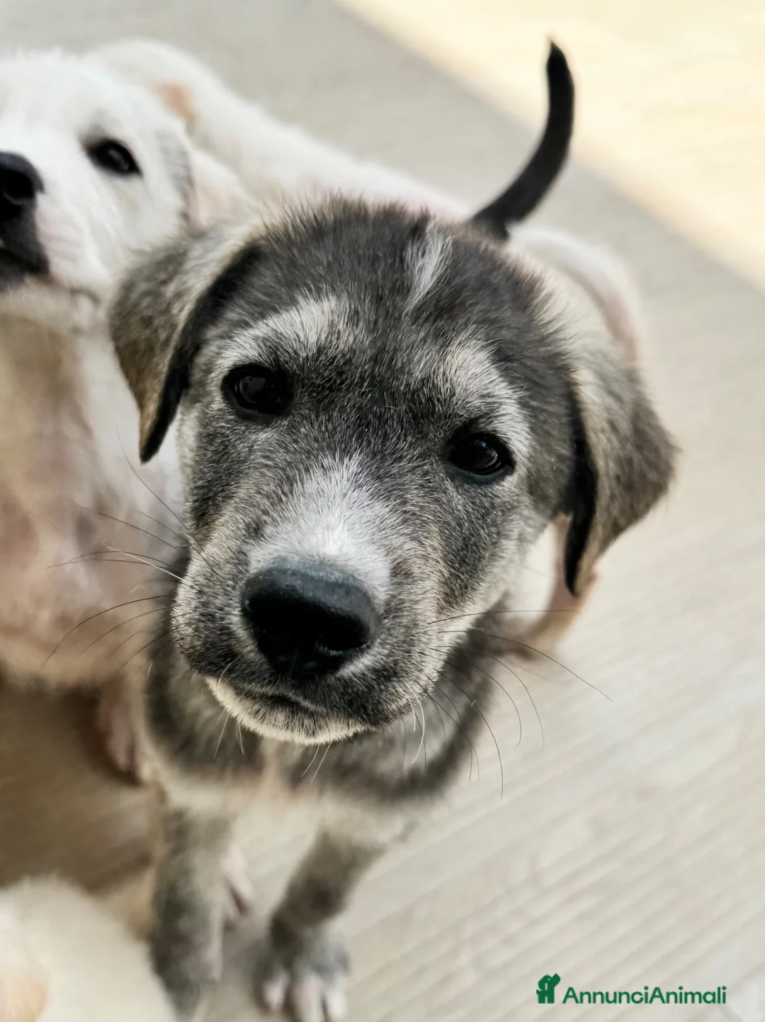 Meticcio cani in regalo: Holly. 3 mesi socievole taglia media - Annuncio 1