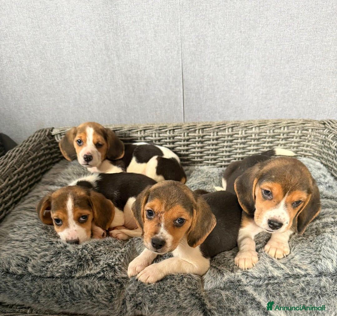 Beagle cani in vendita: Cuccioli di Beagle cercano umani per sempre! a Città metropolitana di Roma Capitale - Annuncio 8