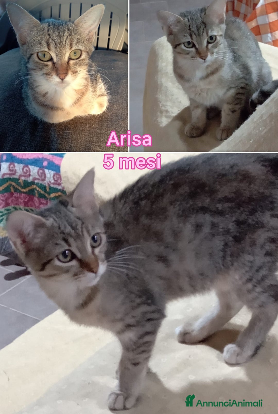 Altre razze gatti in regalo: GATTINI ADORABILI IN CERCA DI CASA  - Annuncio 3