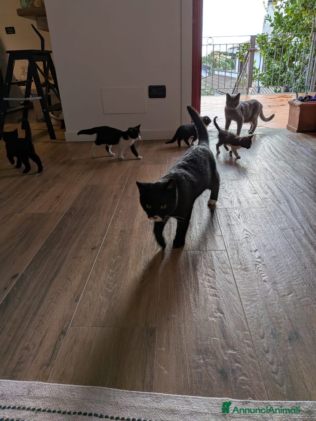 Europeo gatti in regalo: Dolcissime gattine cercano famiglia amorevole - Annuncio 6