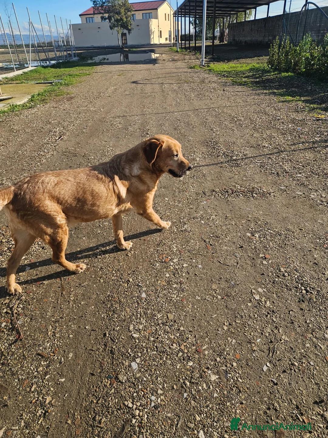 Labrador cani in regalo: Paco: labrador retriever dolcissimo con tutti  - Annuncio 3