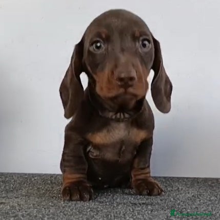 Bassotto cani Bassotti cioccolato Pedigree con affisso - Annuncio 2