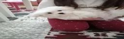 Maltese cani in vendita: CUCCIOLI DI RAZZA MALTESE - Annuncio 9