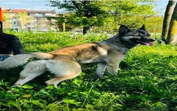 Husky cani in regalo: LUPO, piccolo mix HUSKY cerca famiglia. a Città Metropolitana di Firenze - Immagine 8