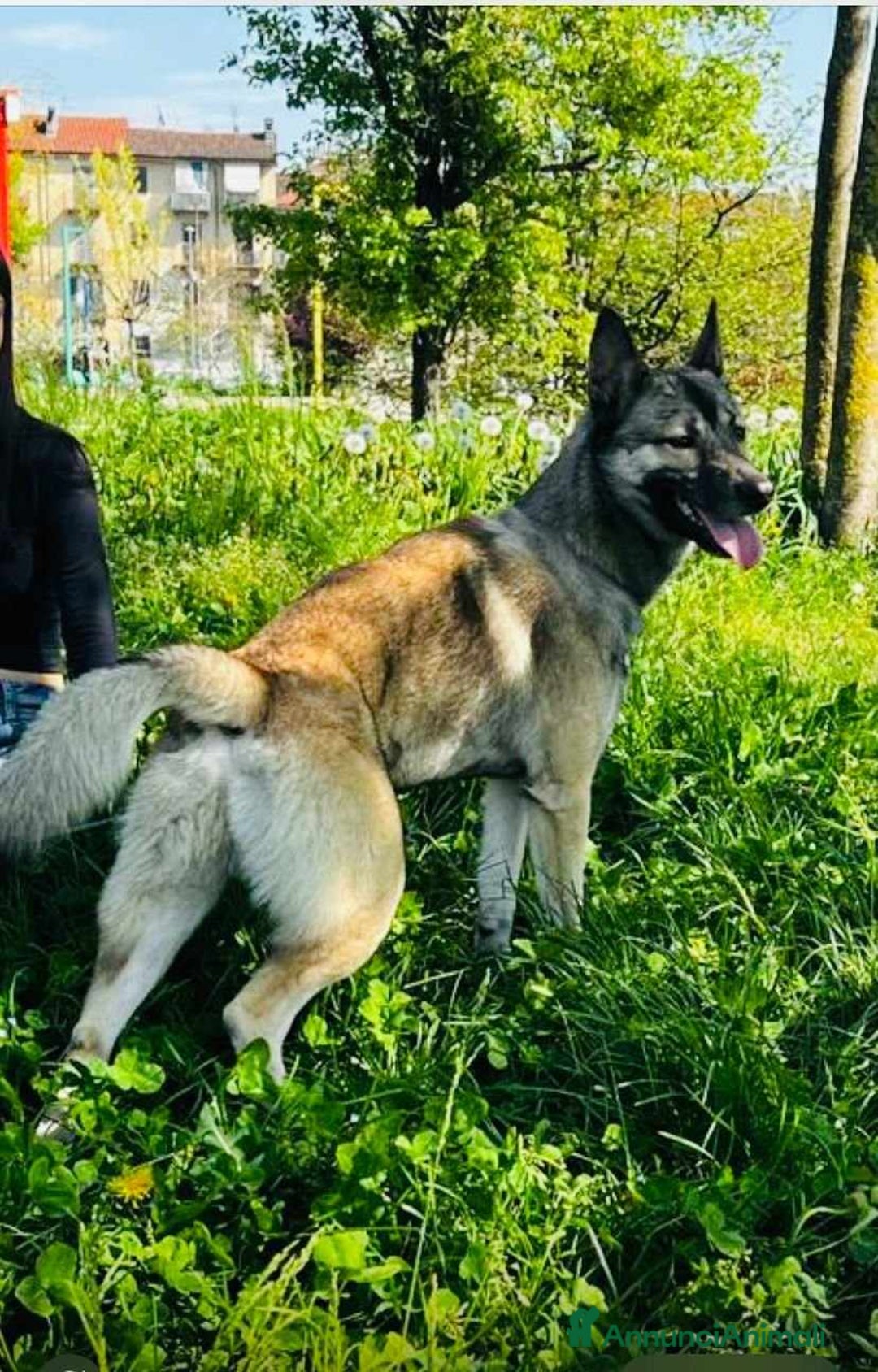 Husky cani in regalo: LUPO, piccolo mix HUSKY cerca famiglia. a Città Metropolitana di Firenze - Immagine 8