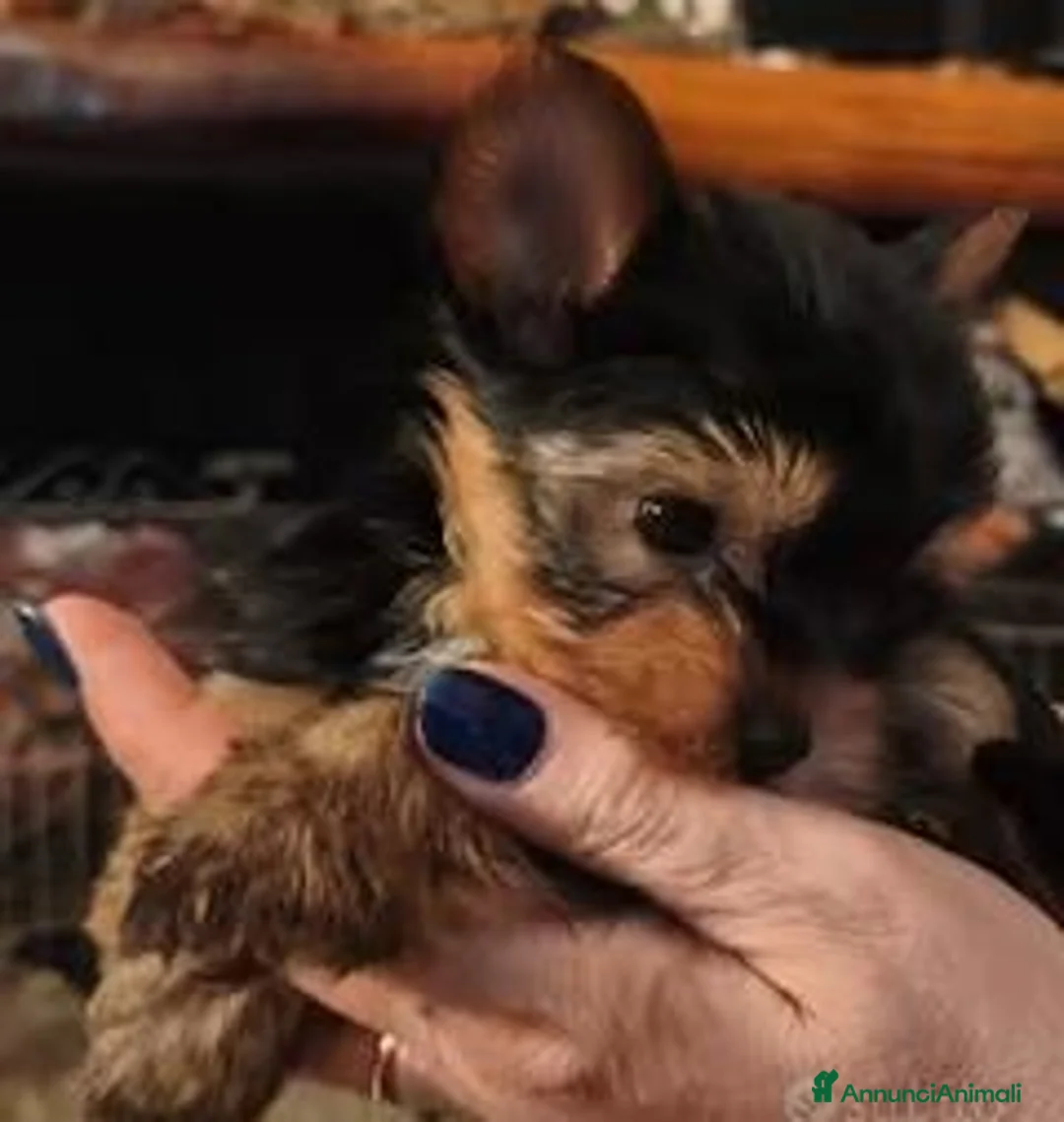 Yorkshire cani in vendita: Cuccioli Yorkshire pedigree ENCI - Annuncio 6