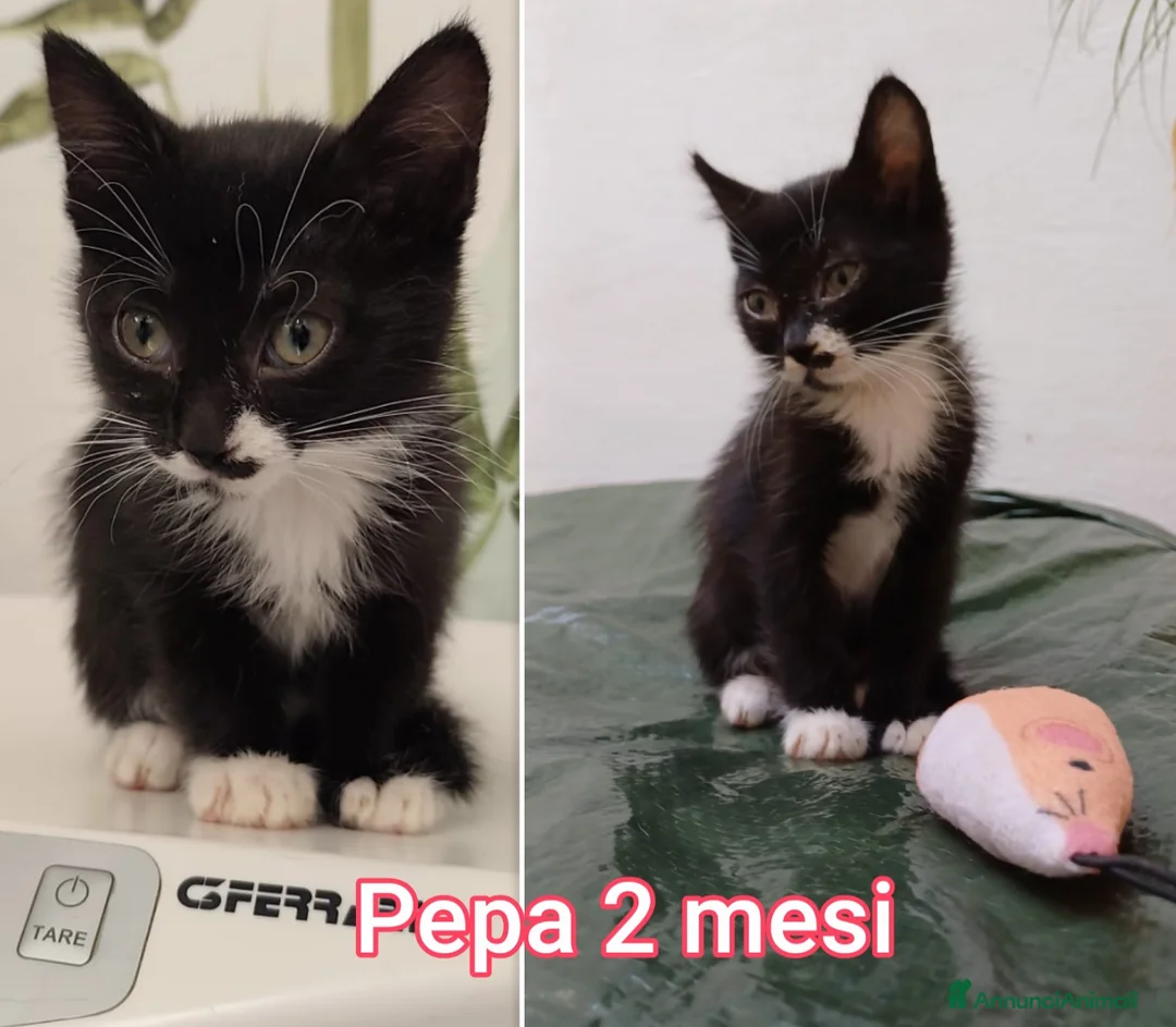 Europeo gatti in regalo: GATTINI BISOGNOSI: URGENTI ADOZIONI  a Città Metropolitana di Bologna - Annuncio 10
