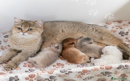 Scottish gatti in vendita: Cucciolo Scottish Straight a Villafranca di Verona - Immagine 8