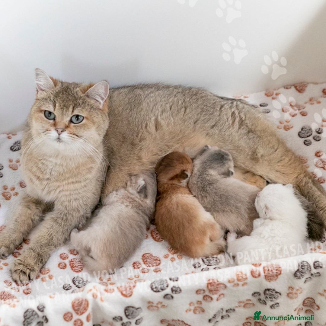 Scottish gatti in vendita: Cucciolo Scottish Straight a Villafranca di Verona - Immagine 8