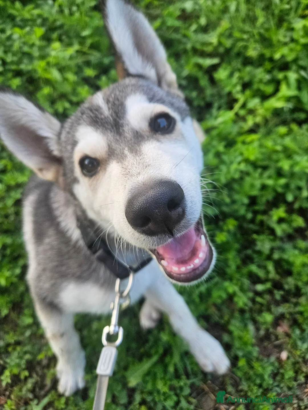Husky cani in vendita: Husky maschio - Annuncio 2