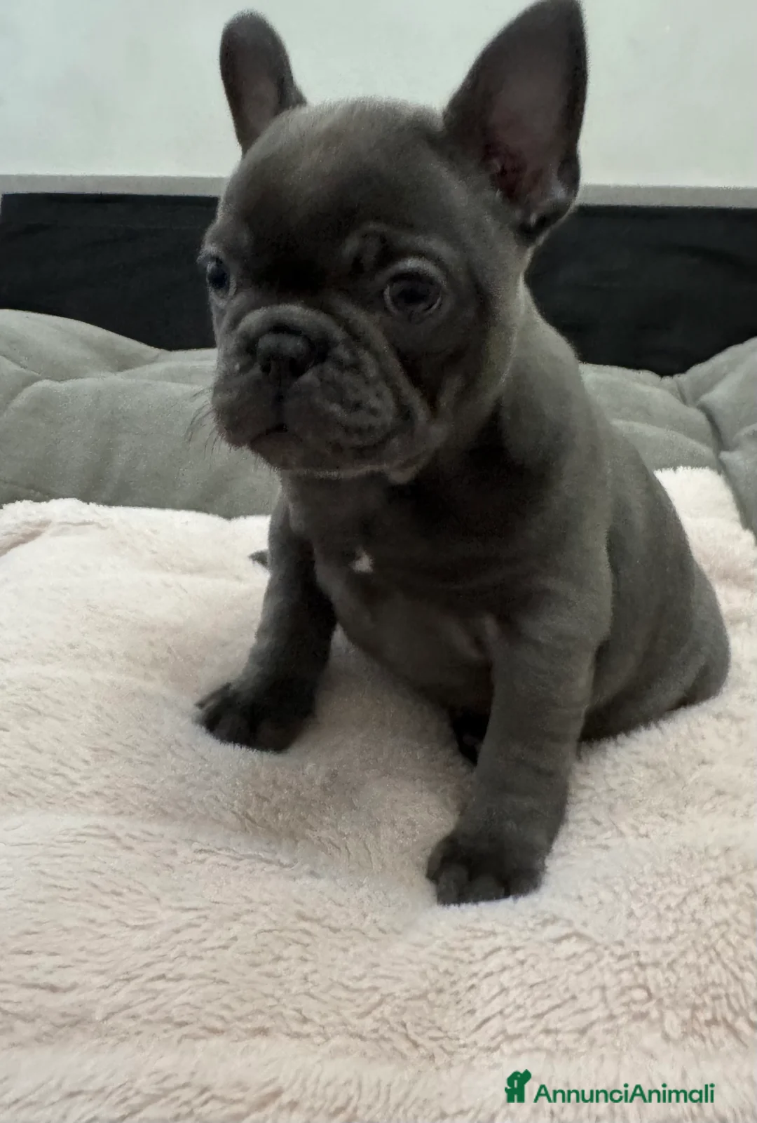 Bulldog Francese cani in vendita: Bulldog francese - Annuncio 6