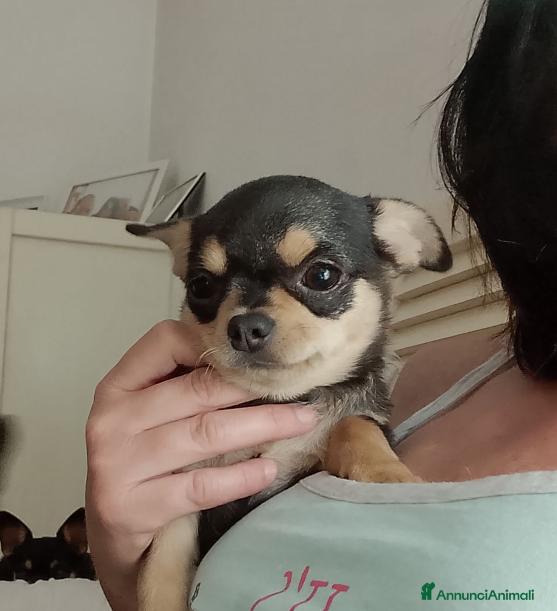 Chihuahua cani Chihuahua pedigree ENCI  - Annuncio 3