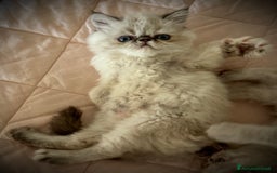 Persiano gatti in vendita: Cucciola persiano seal point a Provincia di Verona - Immagine 3