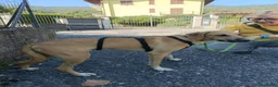 Meticcio cani in regalo: Franck  a Provincia di Lecco - Annuncio 4