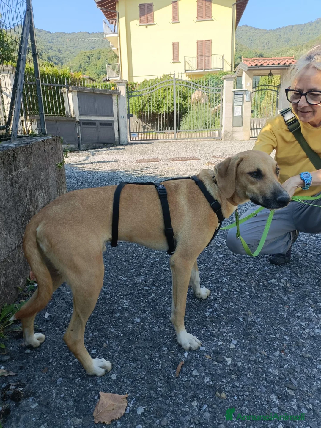 Meticcio cani in regalo: Franck  a Provincia di Lecco - Annuncio 4
