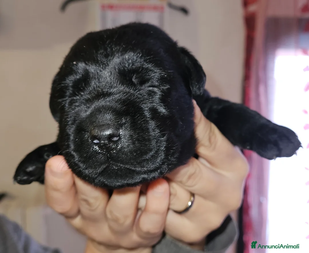 Labrador cani in vendita: Cucciolo labrador Retriever nero - Annuncio 2