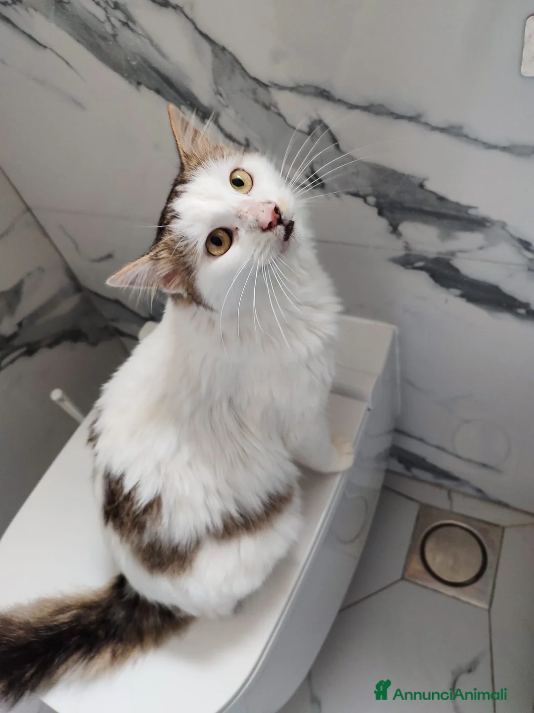 Europeo gatti in regalo: Roman dolcissimo micio a pelo lungo  a Città metropolitana di Milano - Annuncio 2