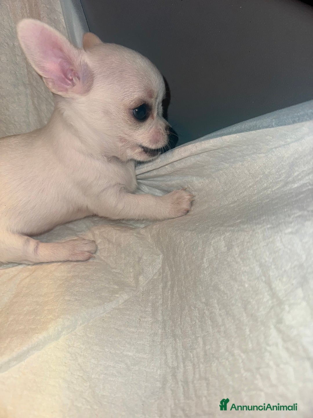 Chihuahua cani in vendita: Cucciole di chihuahua - Annuncio 12