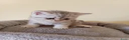 Scottish gatti in vendita: Disponibili Cuccioli Scottish - Annuncio 15