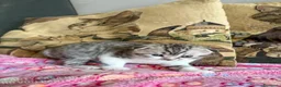 Scottish gatti in vendita: Cuccioli Scottish Fold e Straight con Pedigree - Annuncio 23