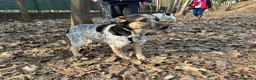 Meticcio cani in regalo: Splendida meticcia - DIVY - Annuncio 9