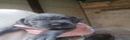 Cane Corso cani in vendita: Cuccioli Cane Corso  - Annuncio 4