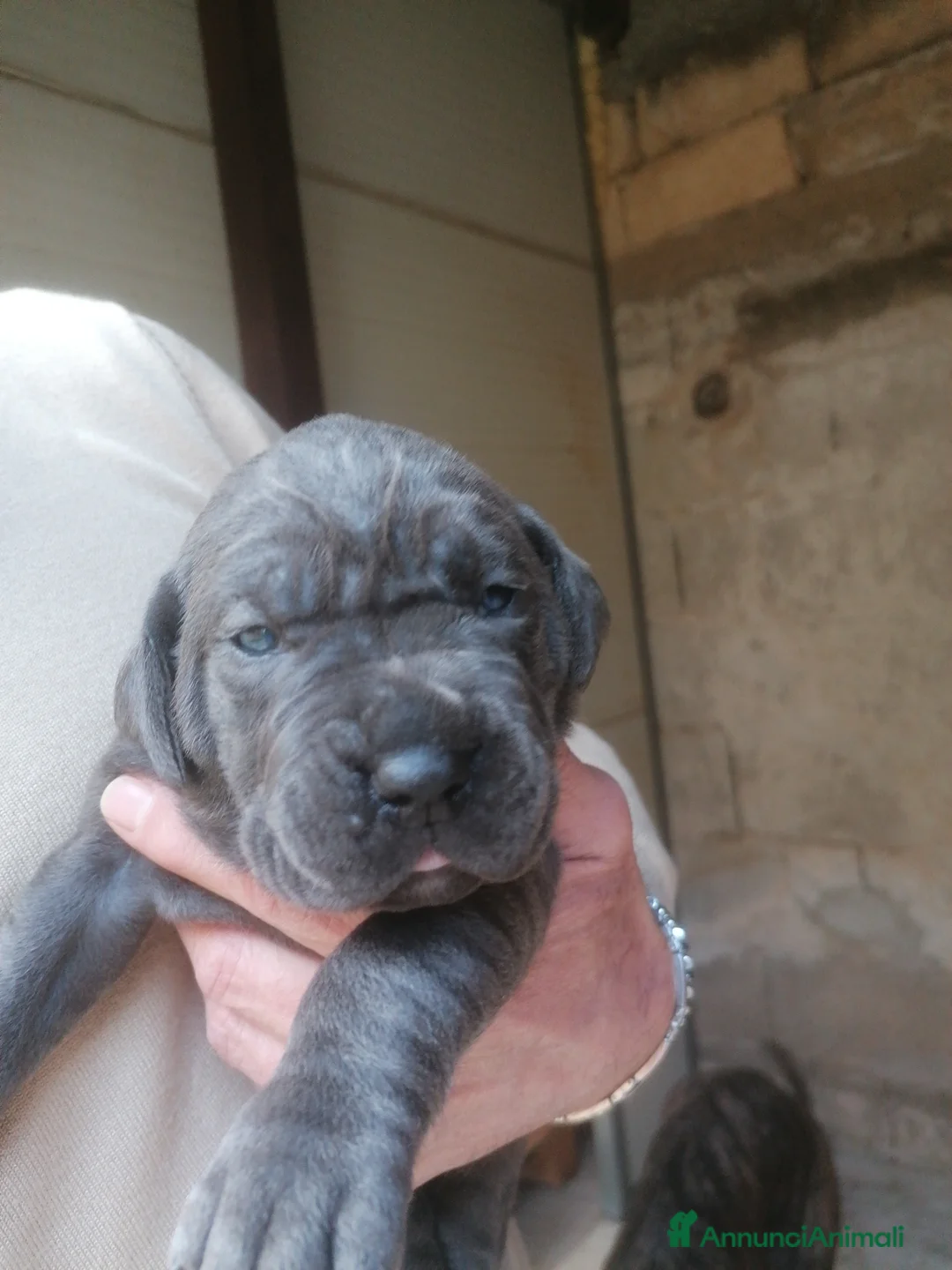 Cane Corso cani in vendita: Cuccioli Cane Corso  - Annuncio 4
