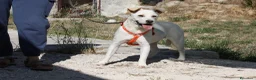 Meticcio cani in regalo: Akira mix labrador in adozione  - Annuncio 4