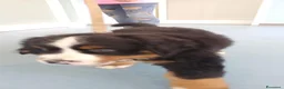 Bovaro del Bernese cani in vendita: Cucciolo maschio bovaro del bernese - Annuncio 2