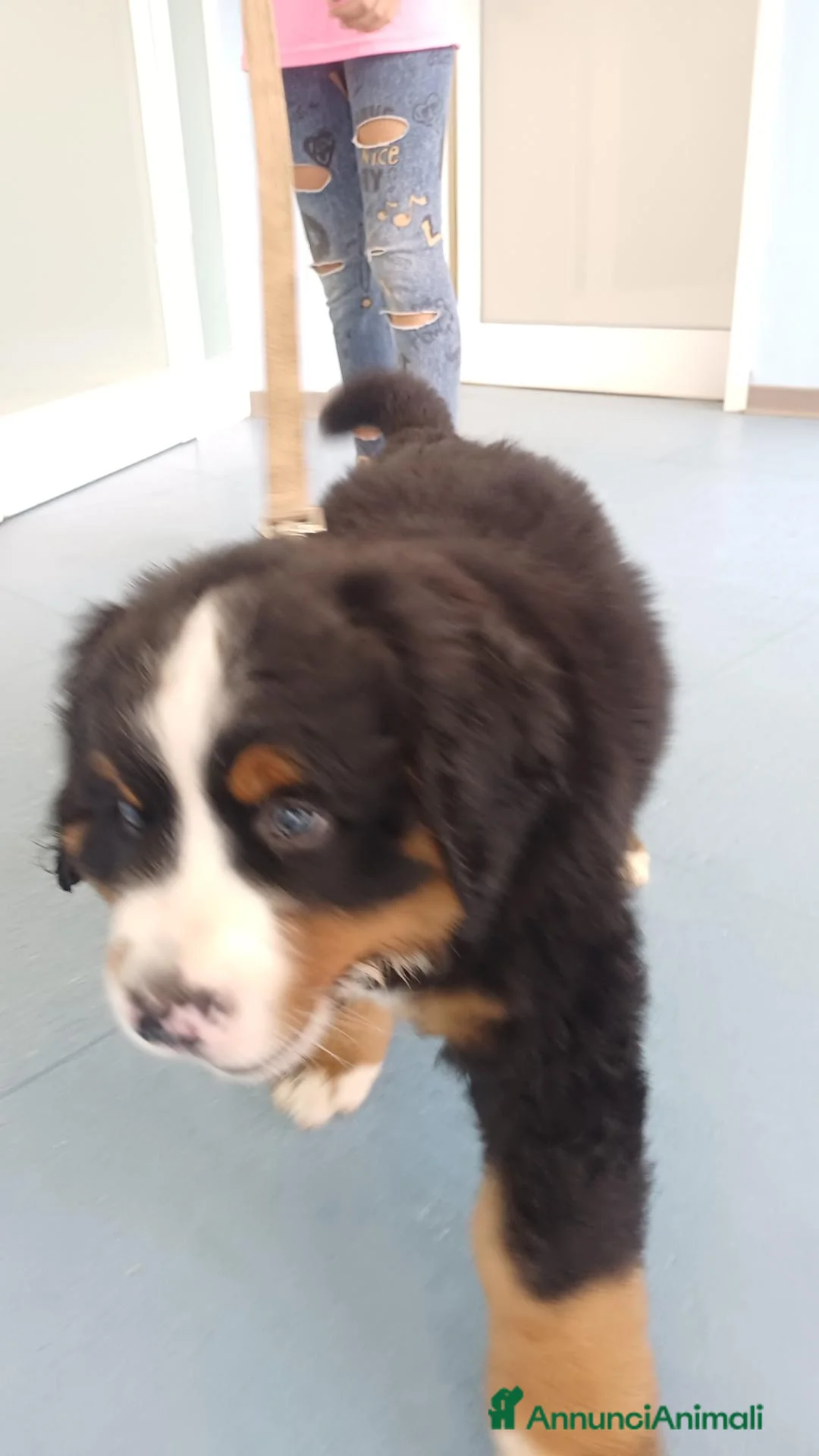 Bovaro del Bernese cani in vendita: Cucciolo maschio bovaro del bernese - Annuncio 2