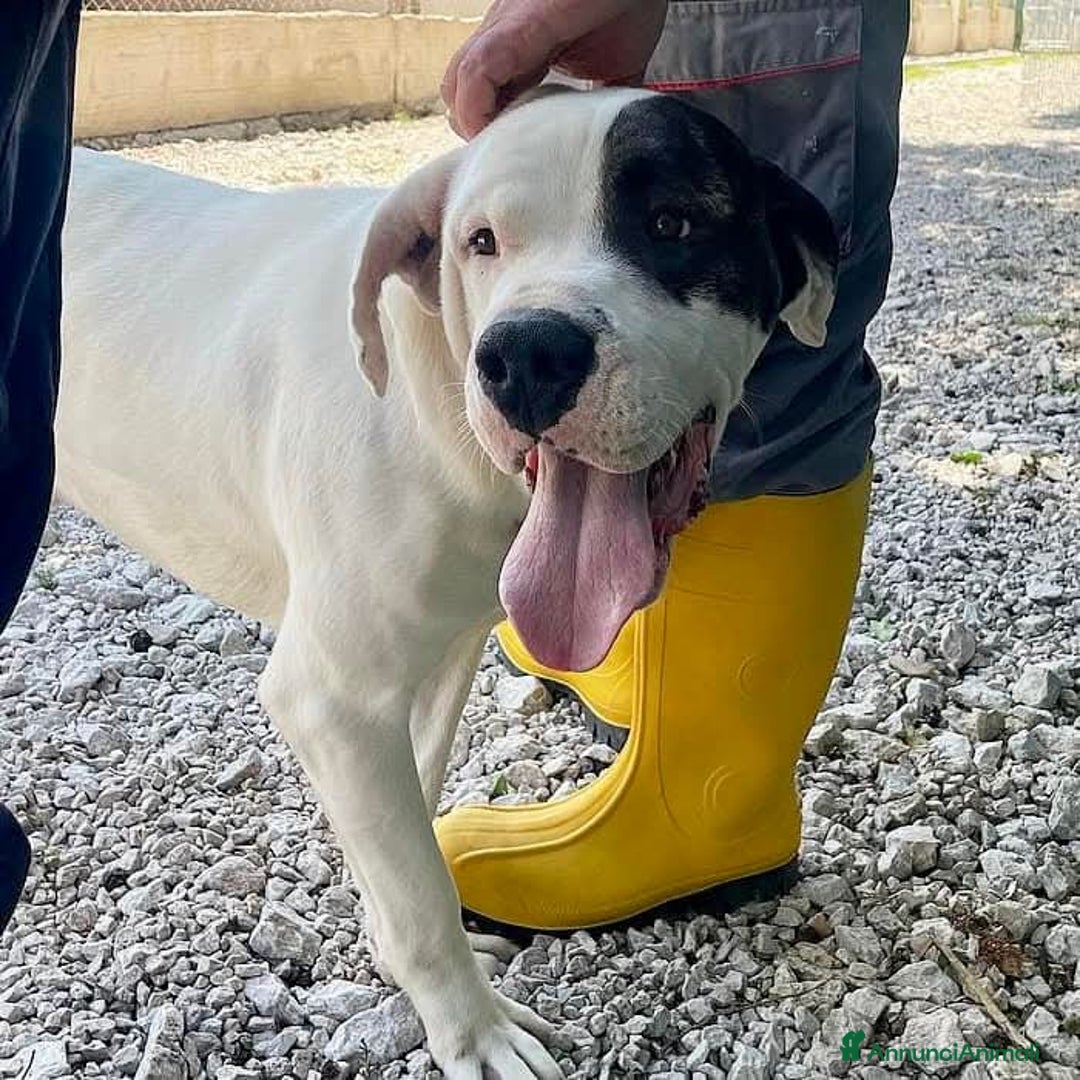 Dogo Argentino cani in regalo: VINCENT, fantastico molossone cerca famiglia - Annuncio 6