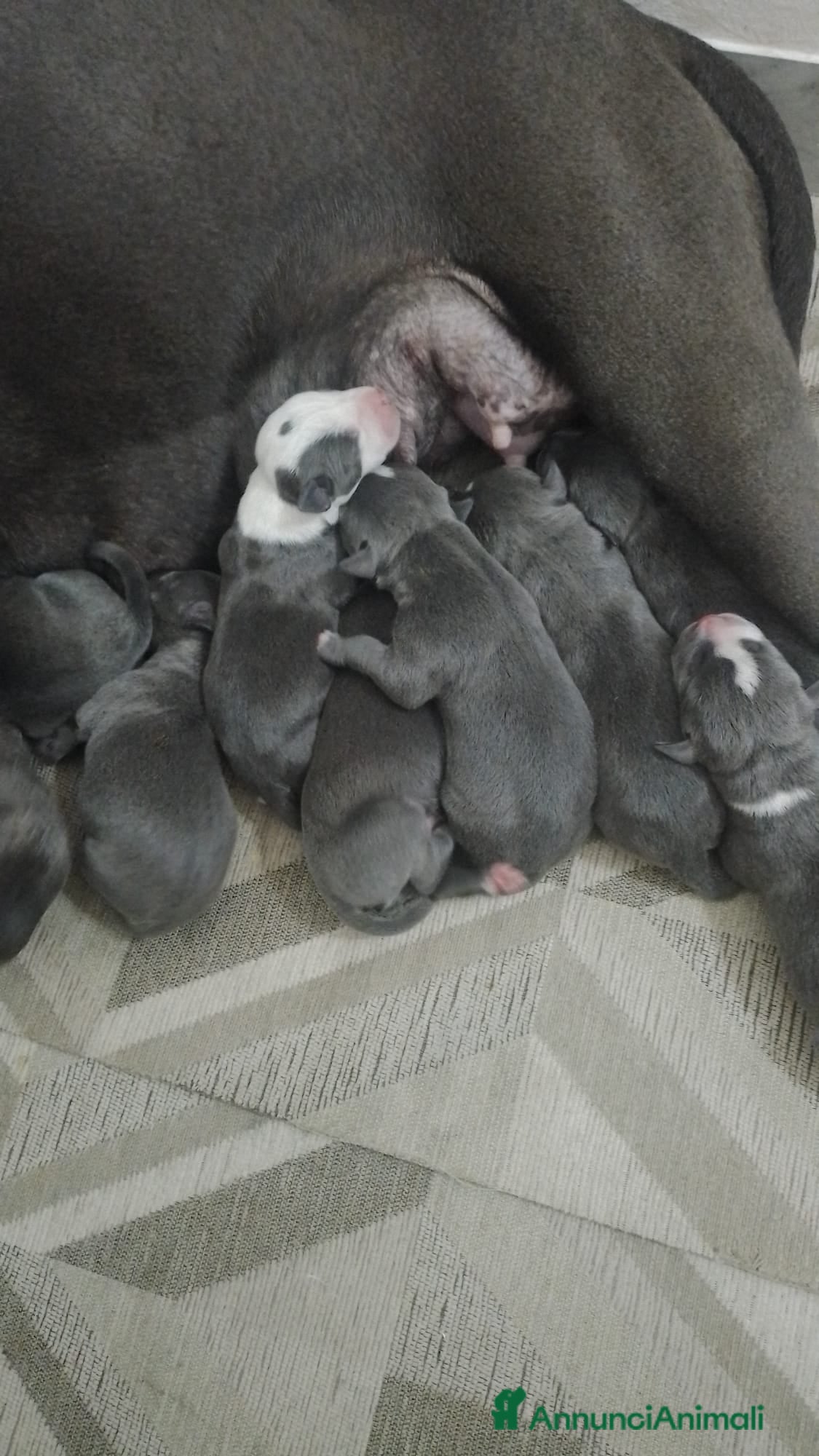 American Staffordshire cani Cucciolata Amstaff Blu Puglia Campania Calabria - Annuncio 4