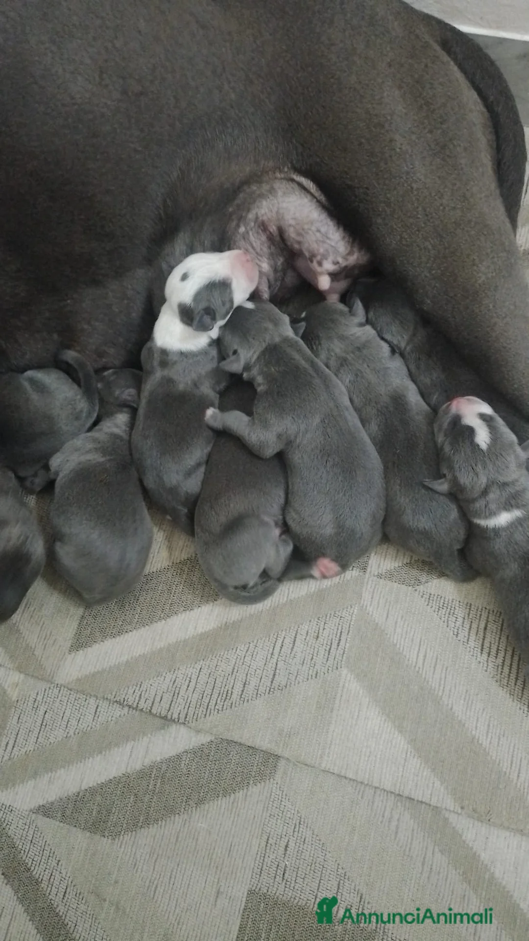 American Staffordshire cani in vendita: Cucciolata Amstaff Blu Puglia Campania Calabria - Annuncio 1