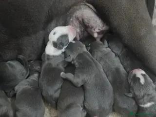 American Staffordshire cani Cucciolata Amstaff Blu Puglia Campania Calabria - Annuncio 4