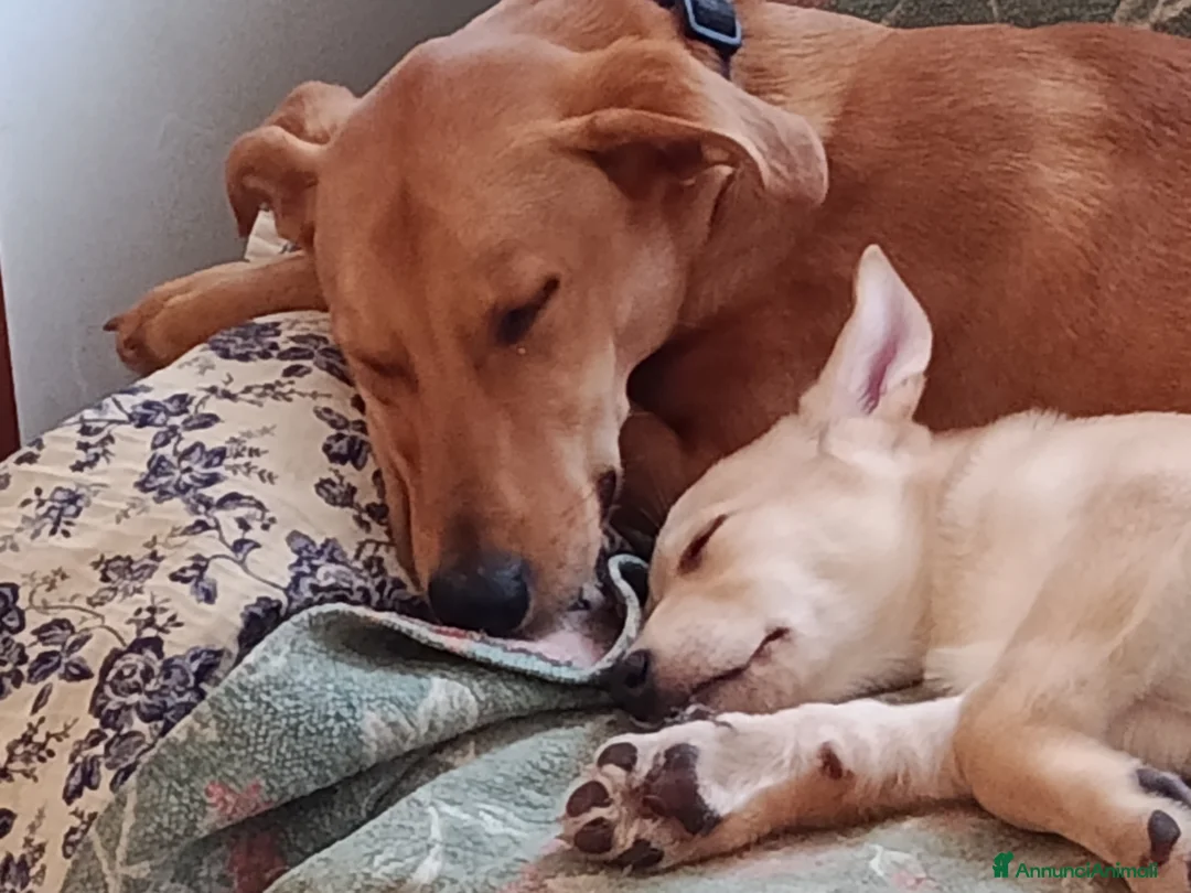 Meticcio cani in regalo: Piccole dolci signorine cercano una famiglia  a Provincia di Vicenza - Annuncio 16