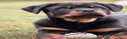 Rottweiler cani in vendita: Maschione linea serba disponibile subito  - Annuncio 3