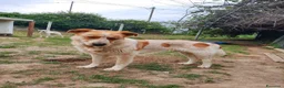 Meticcio cani in regalo: REGALO METICCIO a Provincia di Cuneo - Annuncio 6
