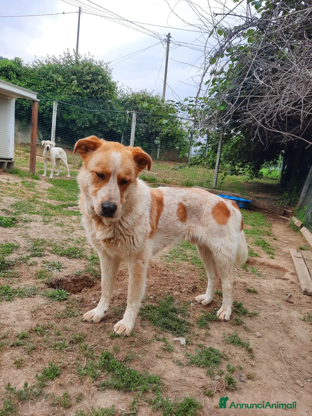 Meticcio cani in regalo: REGALO METICCIO a Provincia di Cuneo - Annuncio 6